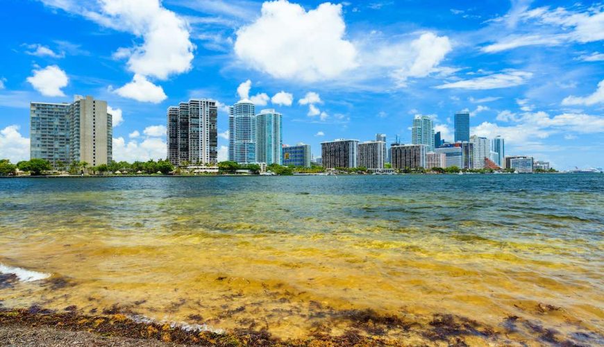 Record Amount Of Seaweed Washing Up On Miami Beaches